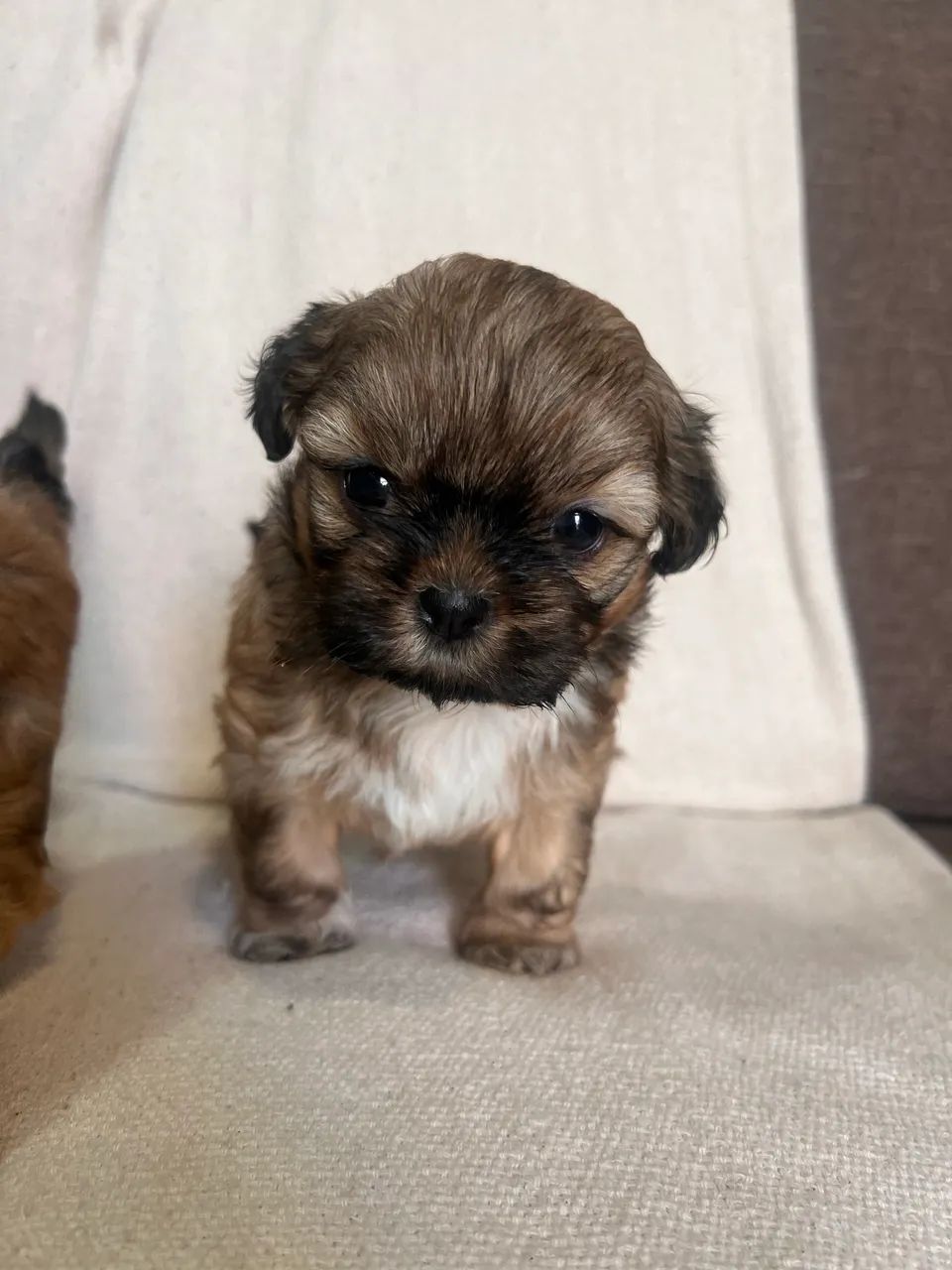 Cachorro 