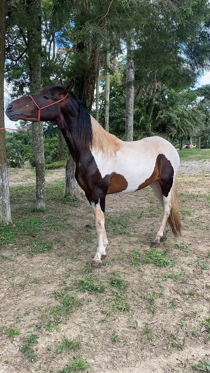 Cavalo Garanhão Campolina - Foto 3