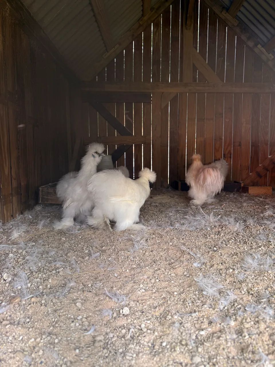 Animal - Foto 3