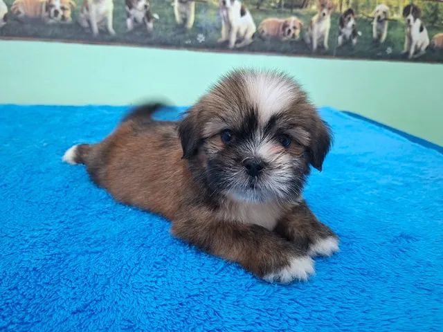 Lhasa Apso - Machinho Disponível - Foto 3