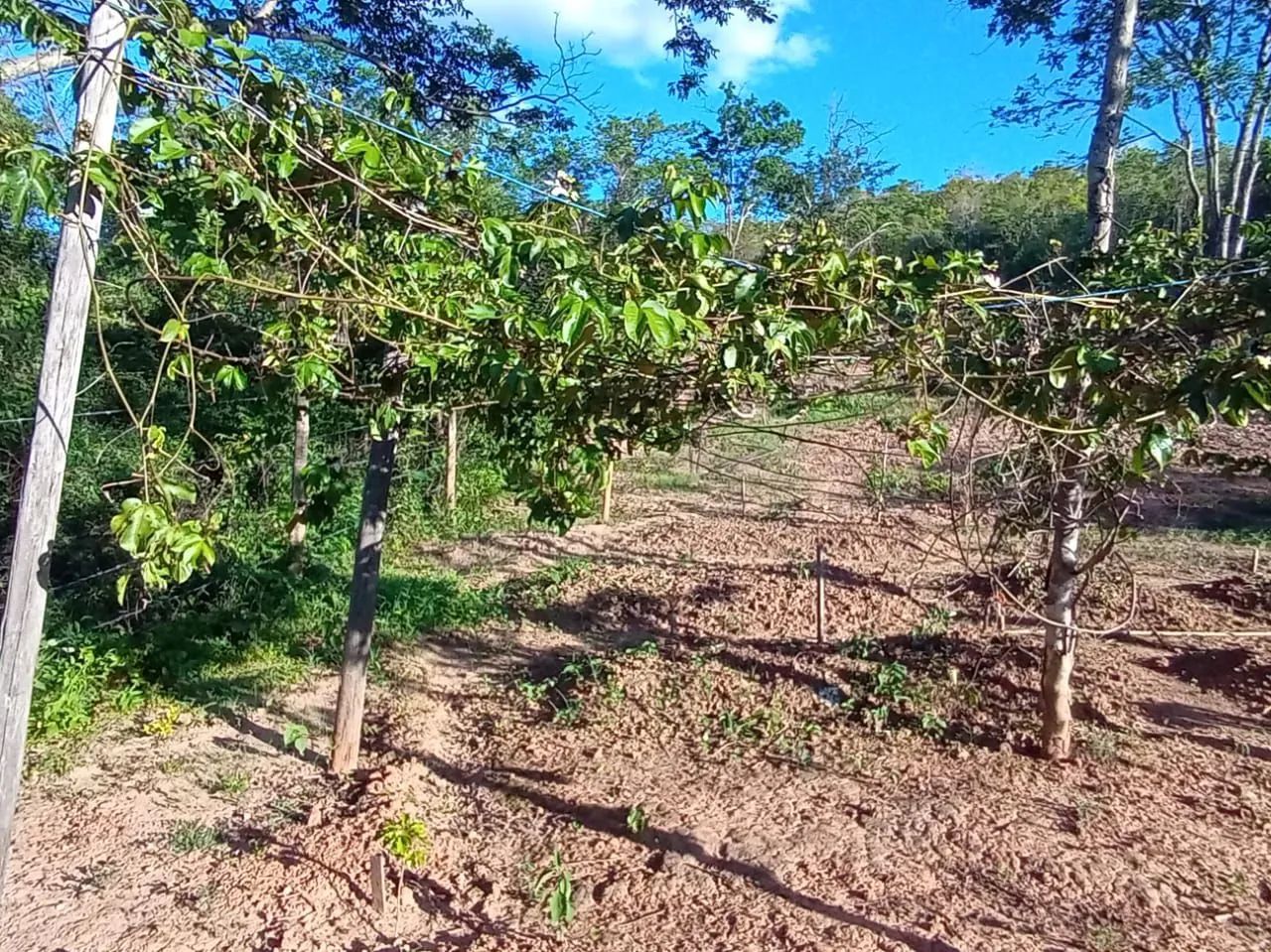 Chácarade 2000 metros a 14 km de moc  - Foto 3