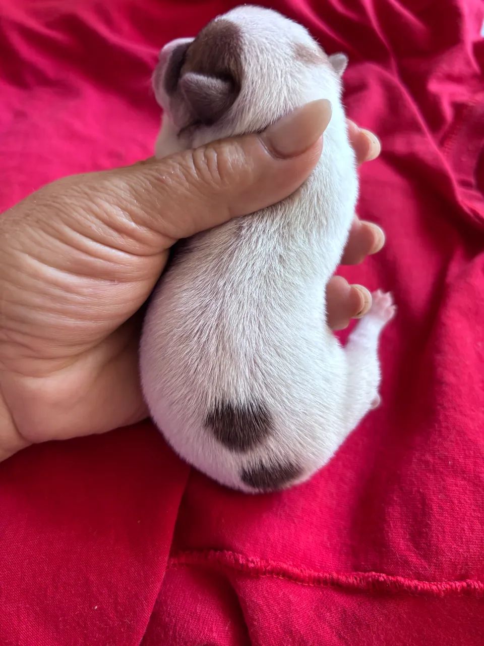 Pinscher machinho - Foto 2