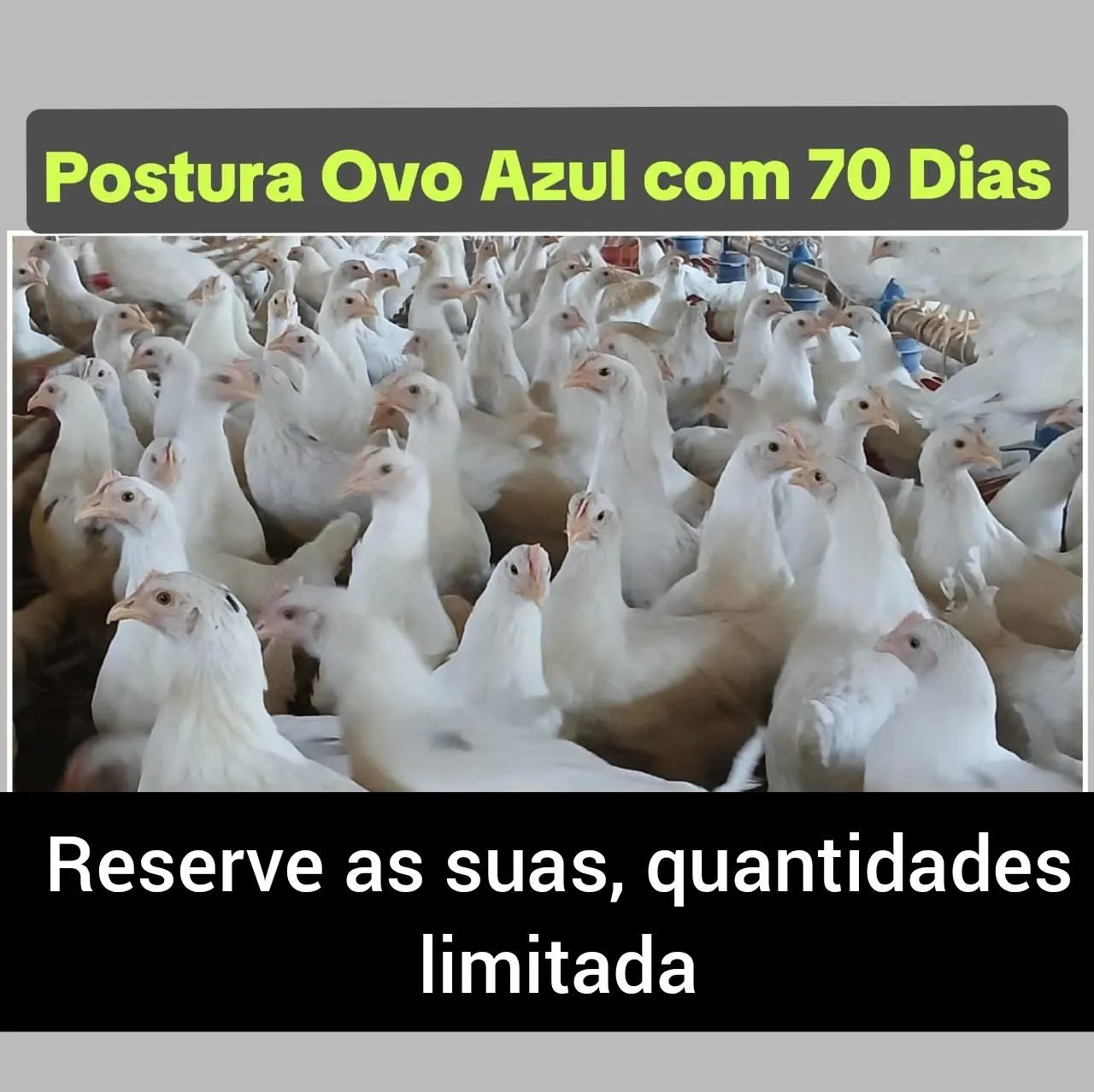 Poedeira de ovo azul 70 dias