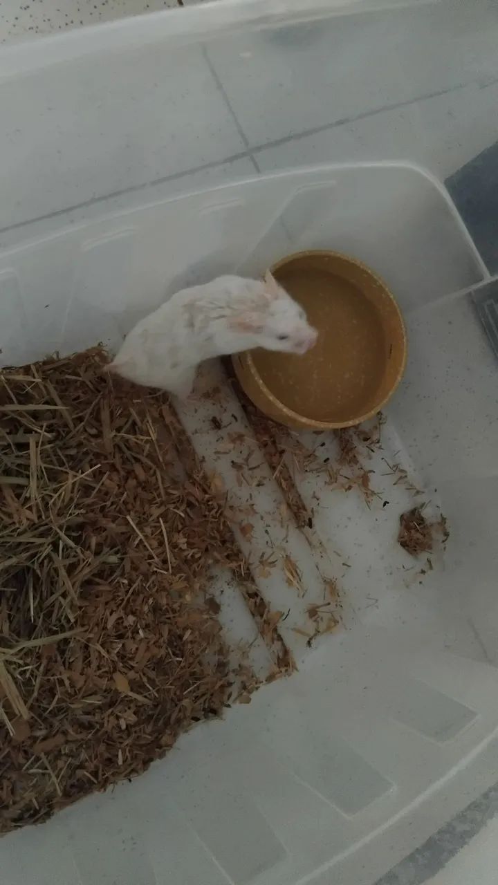 Hamster  - Foto 2
