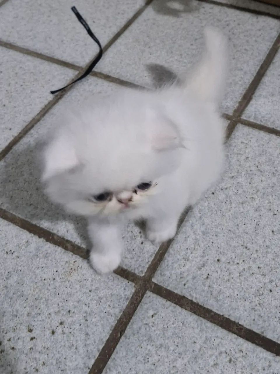 Vendo gato Persa legítimo - Foto 2