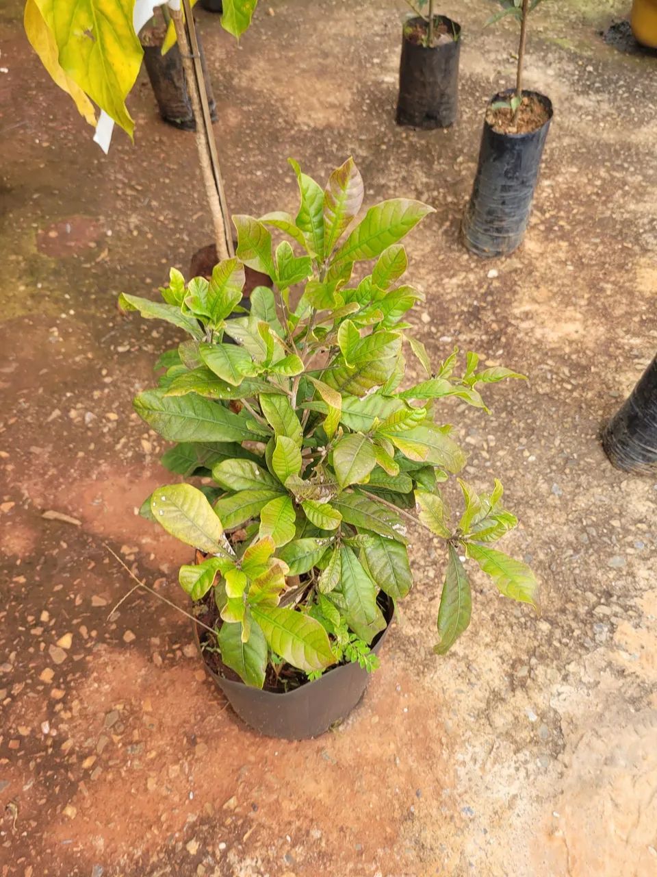 Mudas Frutíferas exóticas  - Foto 2