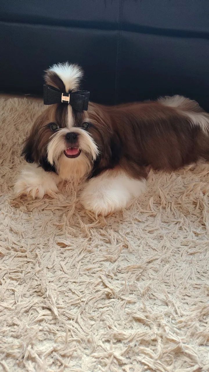Belíssimo shih tzu  - Foto 3