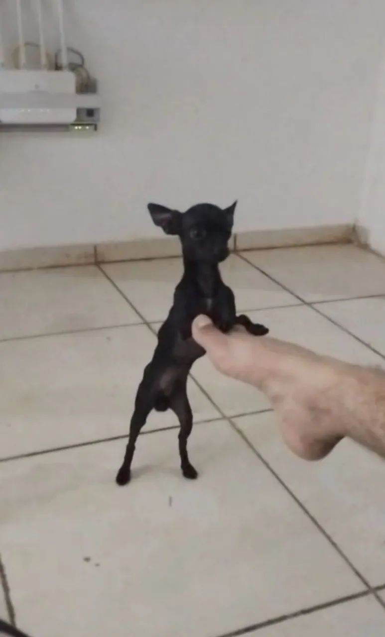 PINSCHER ZERO  PARA COBERTURA  - Foto 4