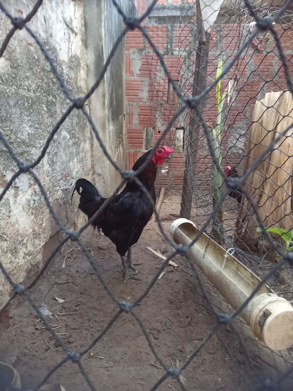 Vendo esses lindos Galos