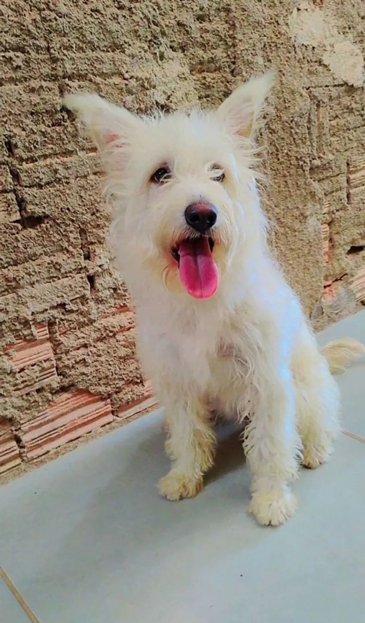 Doando cachorrinha - Foto 2