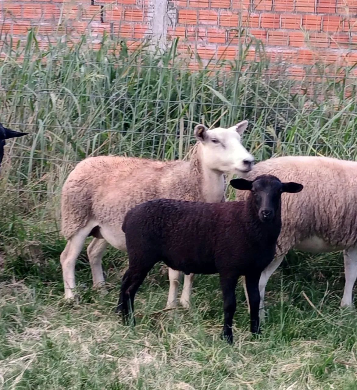 Ovelha Texel  - Foto 5