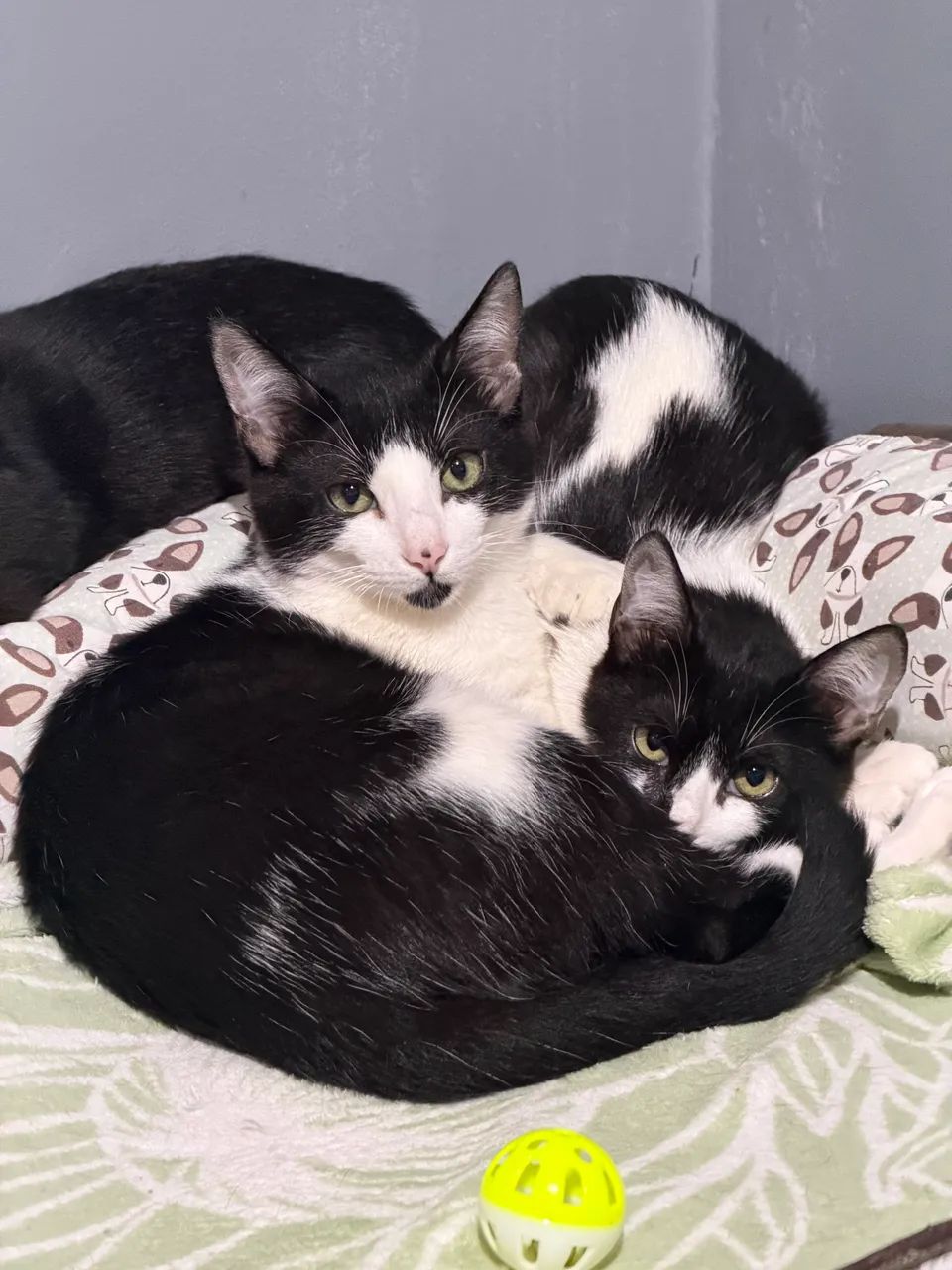 Gatinhos para doação  - Foto 5
