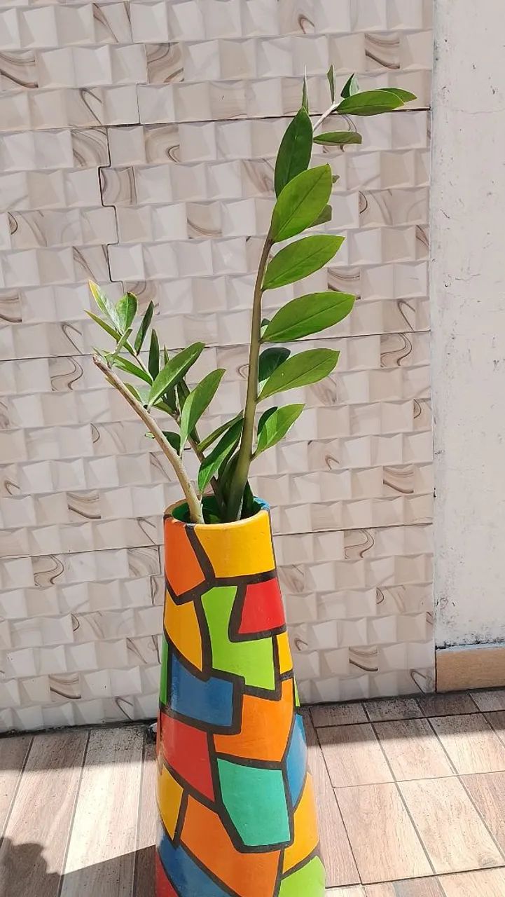 ? Zamioculca Grande c? Zamioculca Grande com Vaso Decorativo Artesanal - 4 Mudas  - Foto 2