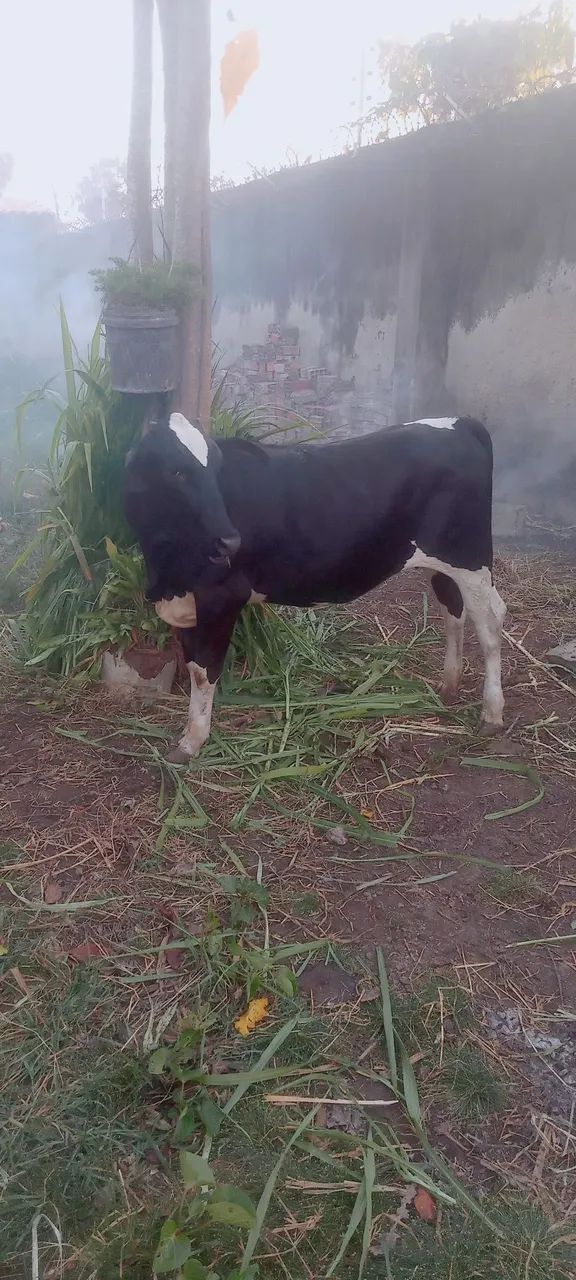 Bezerra  - Foto 3