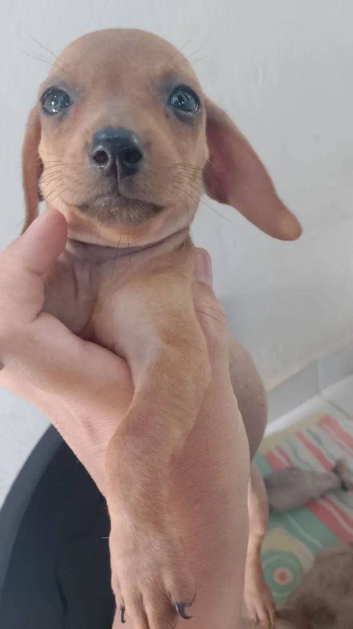 Filhotes de salsicha 