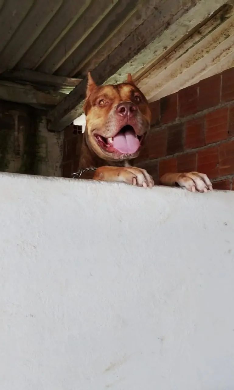 Pitmonster 