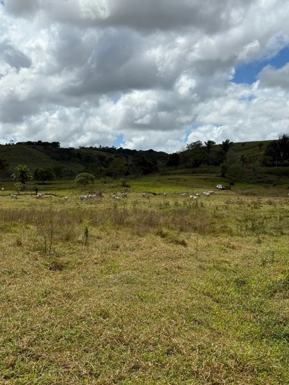 Sítio para Venda em Flexeiras, Zona Rural - Foto 2