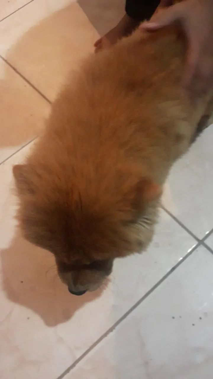 Chow chows lindos - Foto 4