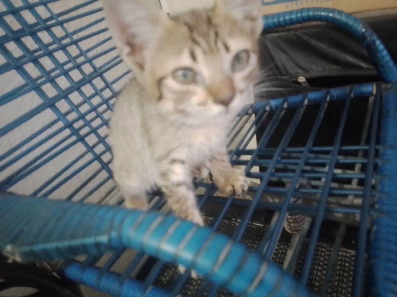 Doacao gatinha