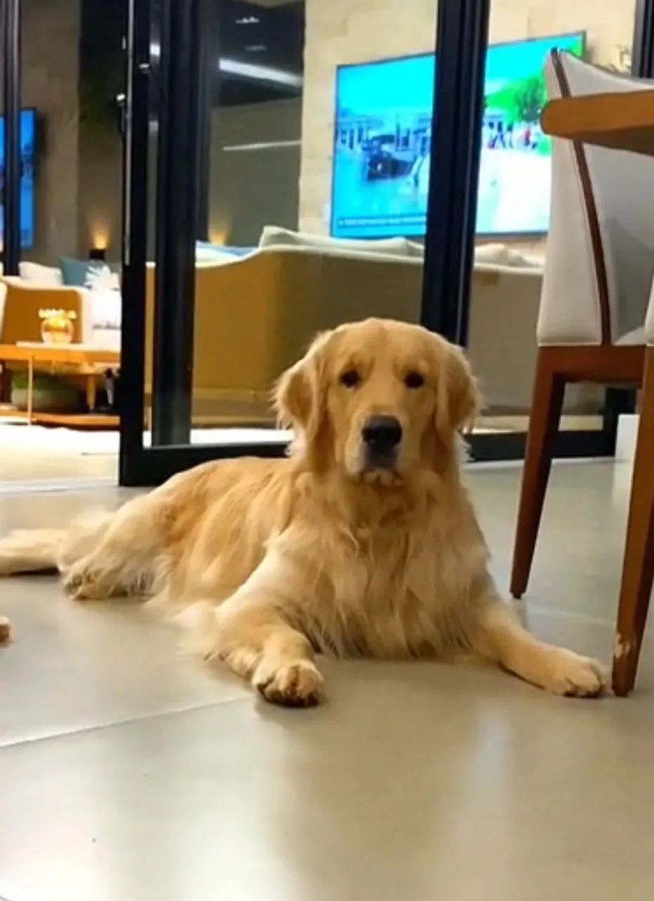 Doando Golden  - Foto 2