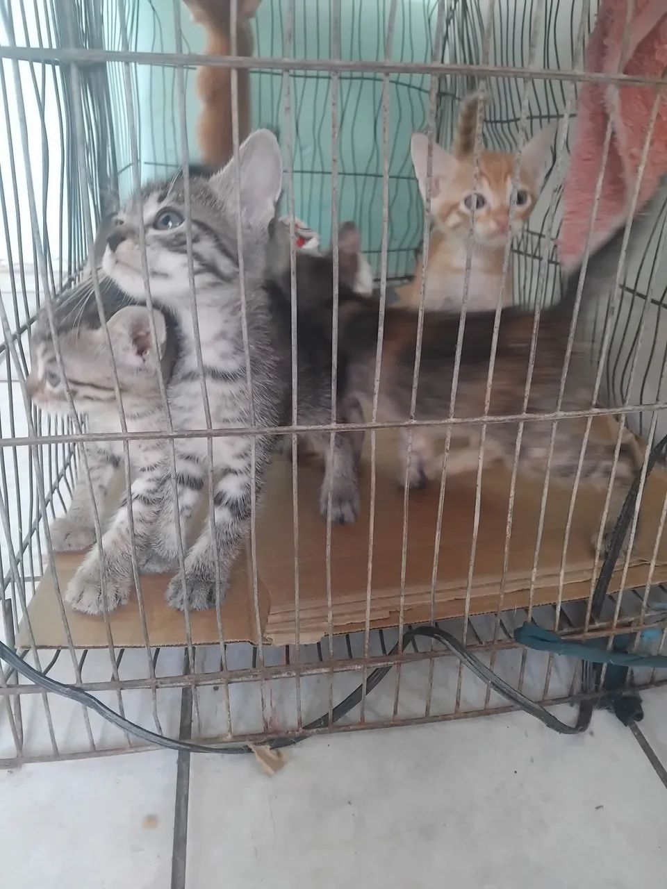 Gatos - Foto 5