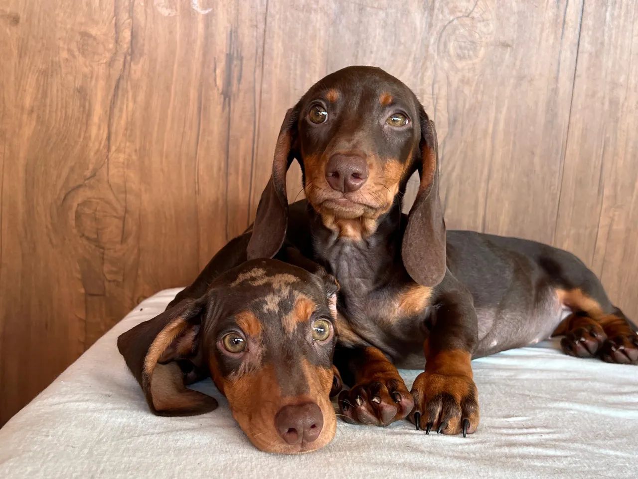 Vendo Dachshund - Foto 2