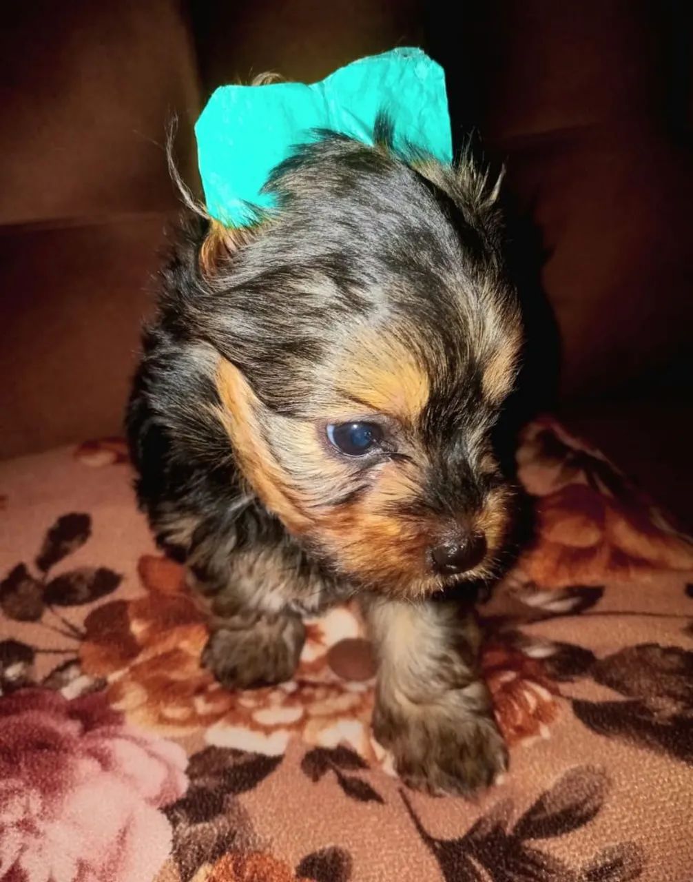 Yorkshire macho mini