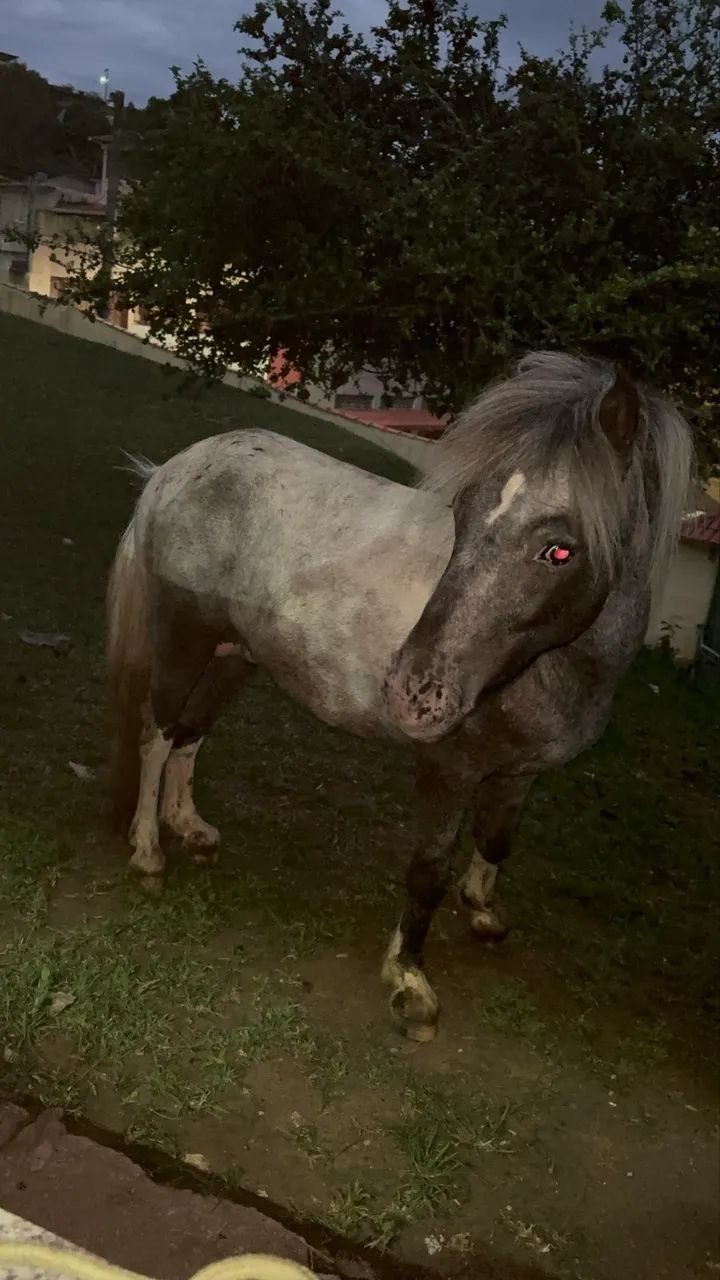 Casal de mini pônei 