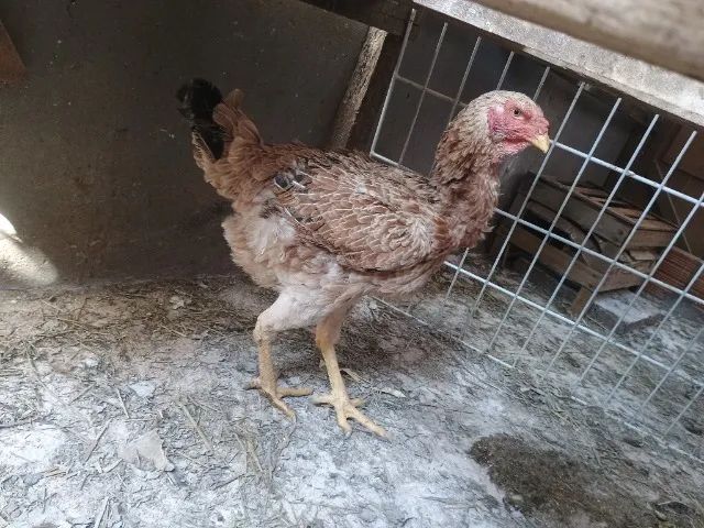 Ovos gsb e IG - Foto 2