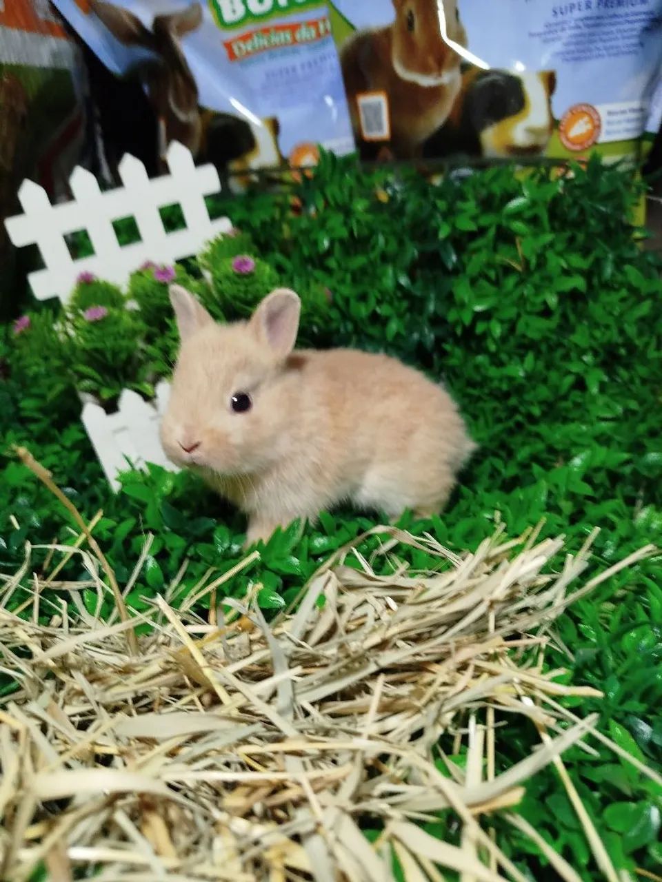 Mini coelhos ? - Foto 3