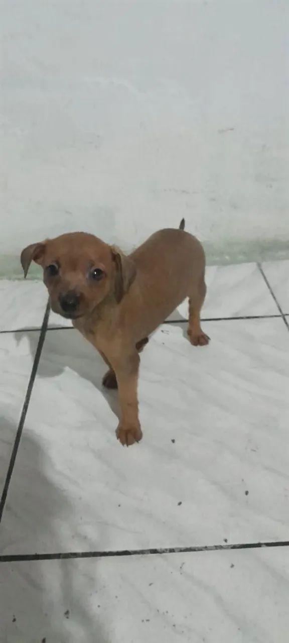 Pinscher  - Foto 4