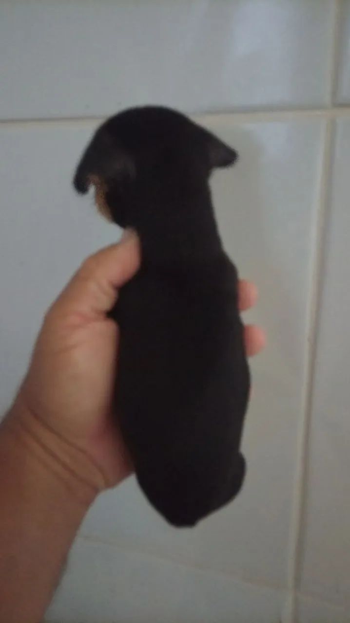 cachorro  - Foto 4