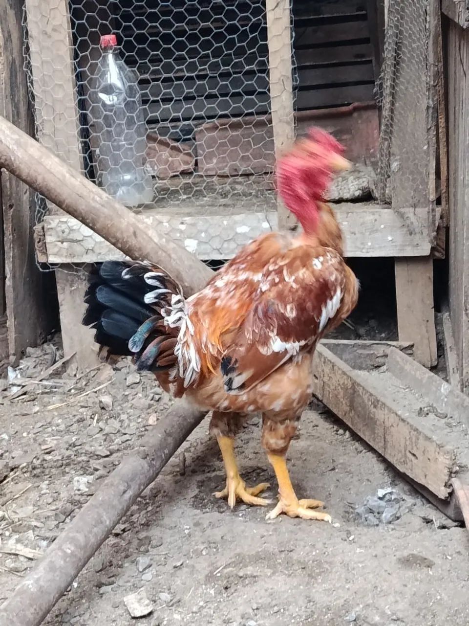 Frango Novo  - Foto 2