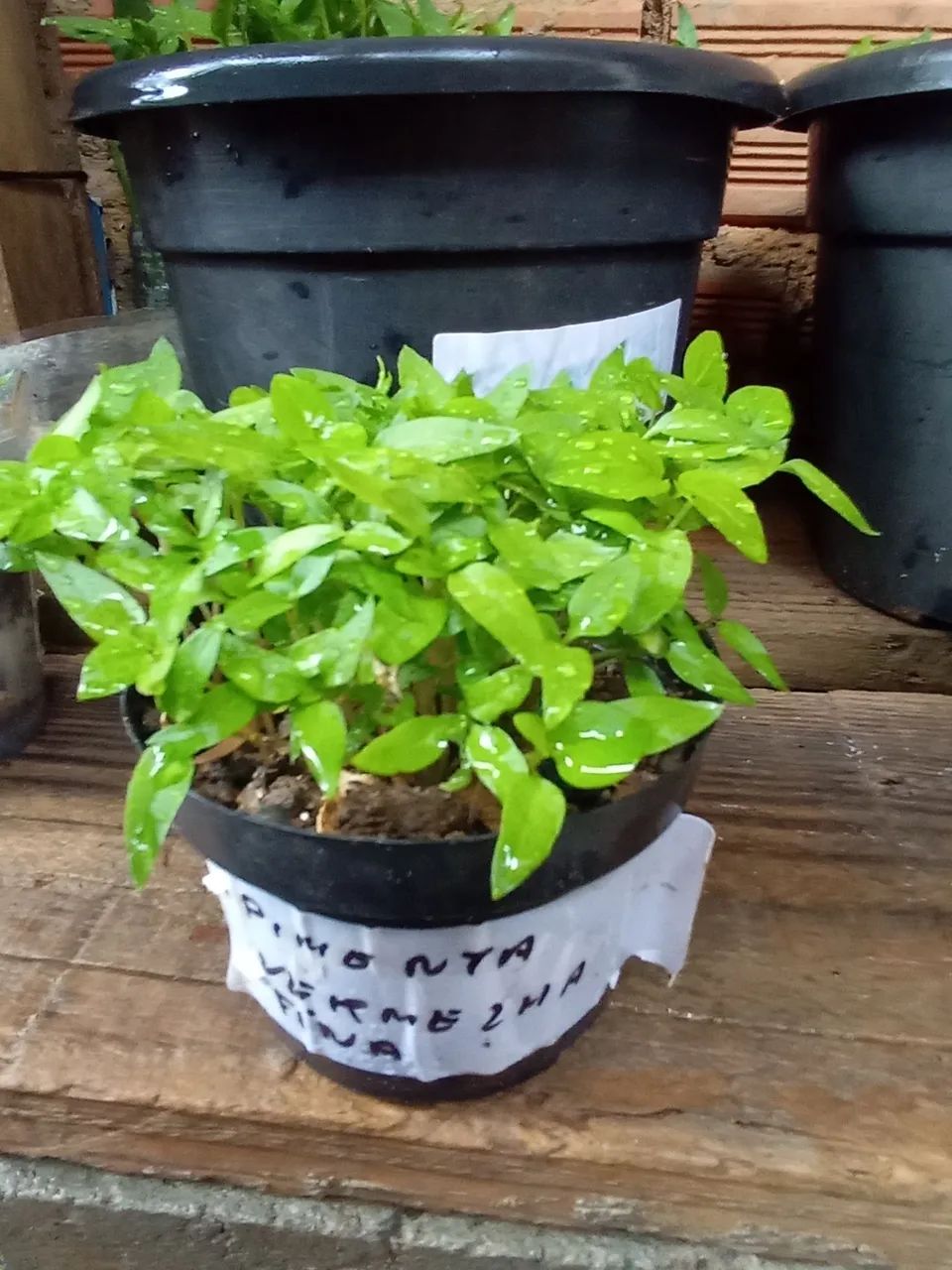 Mudas de maracujá e Muda de tomate  - Foto 5
