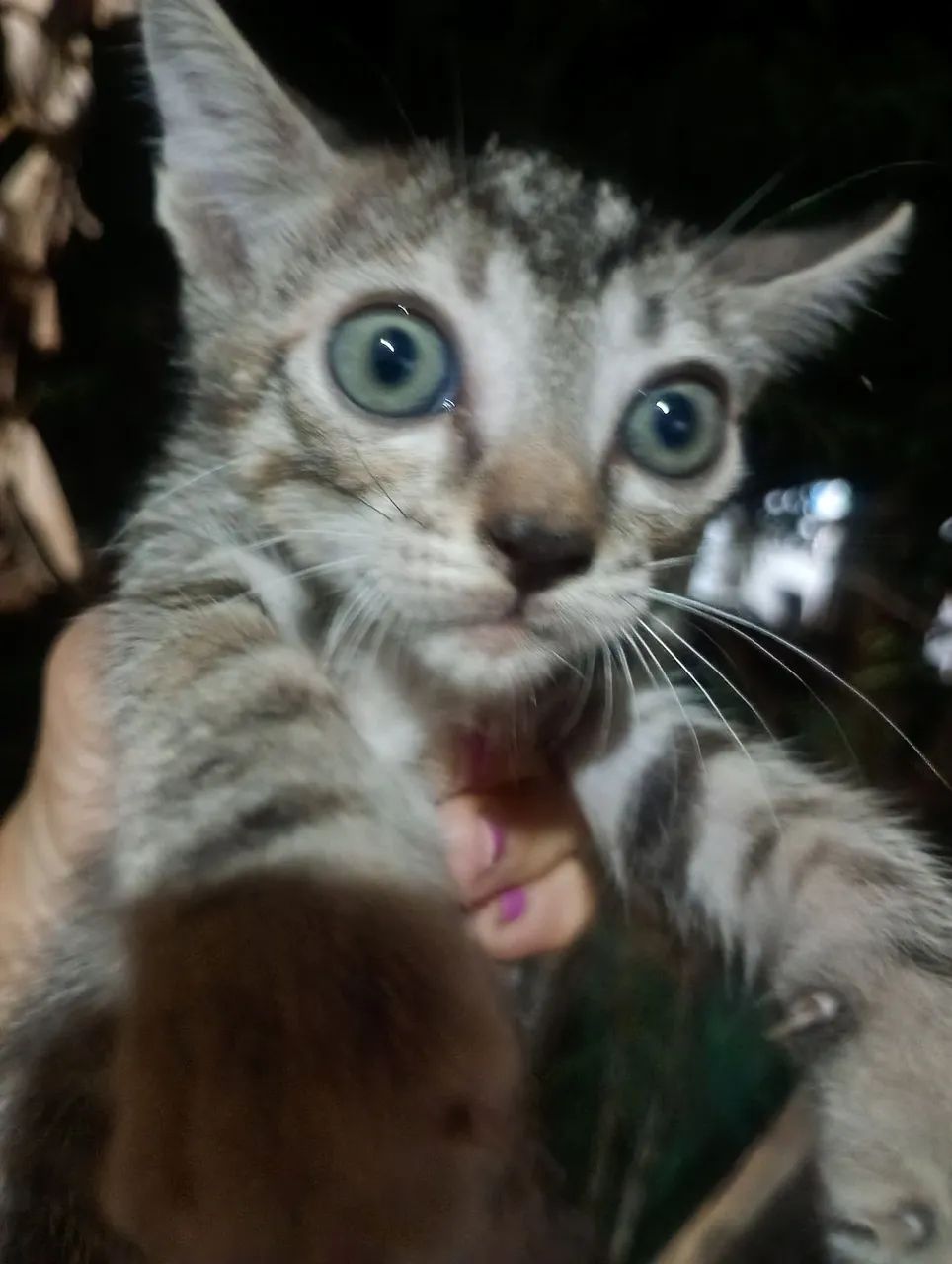 doação de gatos - Foto 3