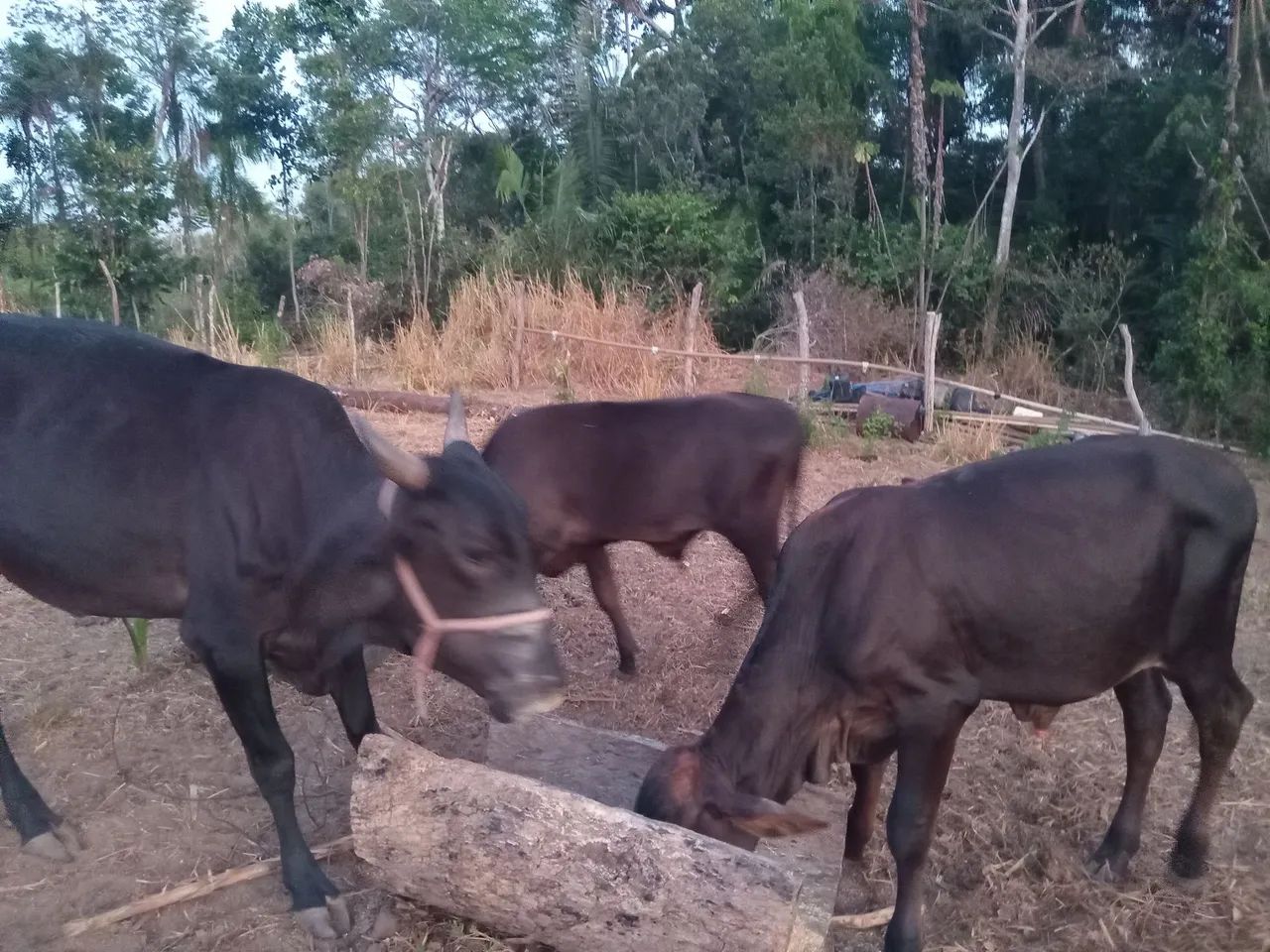 Vendo gado  - Foto 3