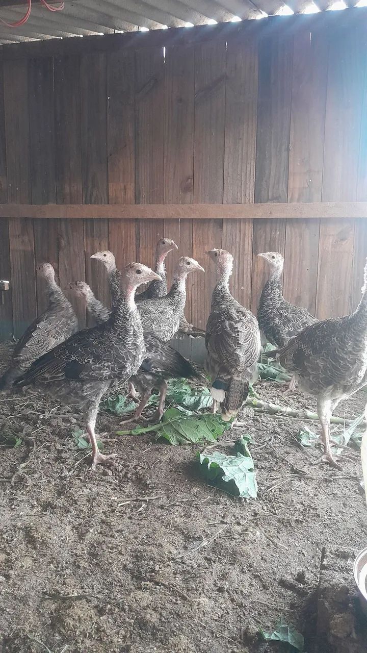 Peruzinhos e Peruas  - Foto 6