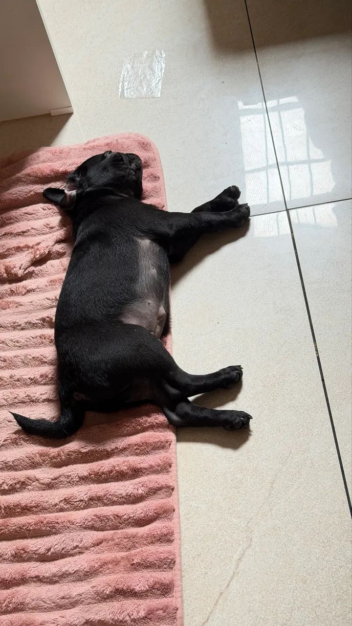 Filhote de Pug  - Foto 3