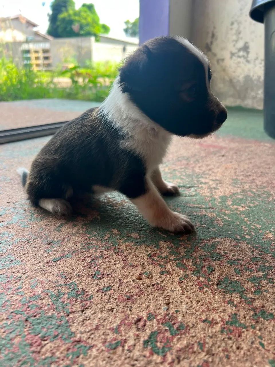 Doação filhote de cachorro ?  - Foto 3