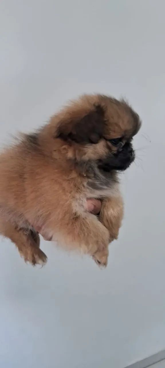 Pequines  - Foto 4
