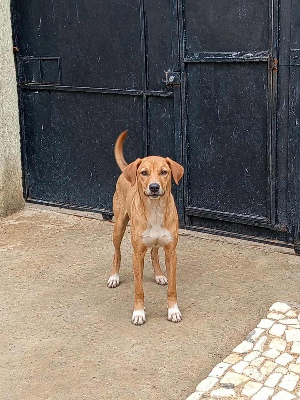 Cachorros para adoção