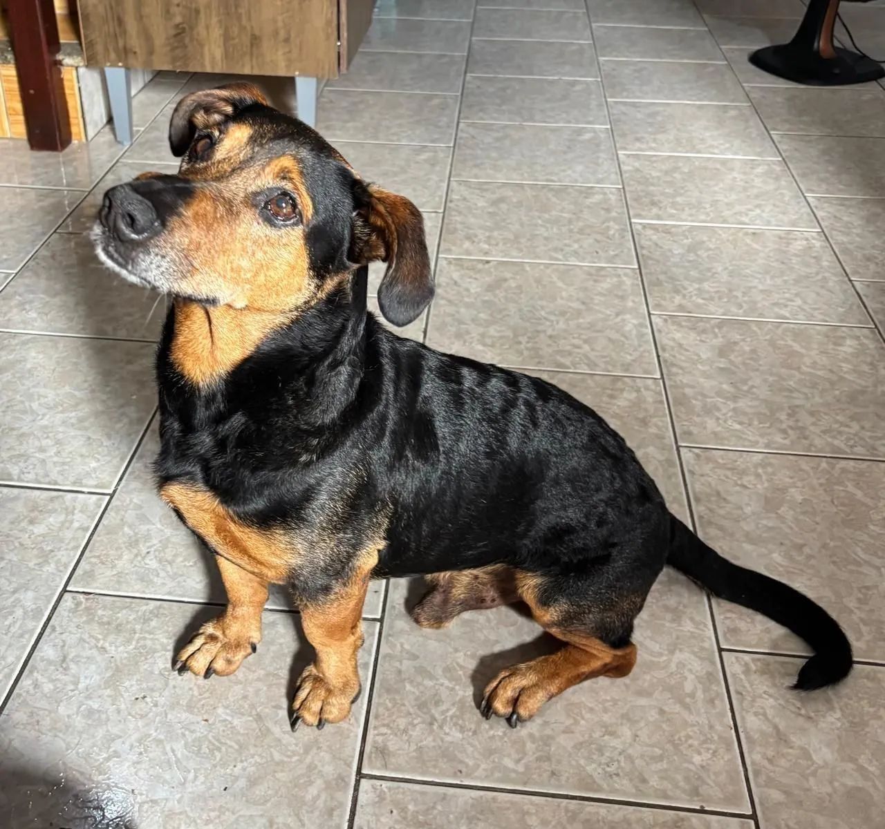 Adoção cachorro - Teddy - Foto 3