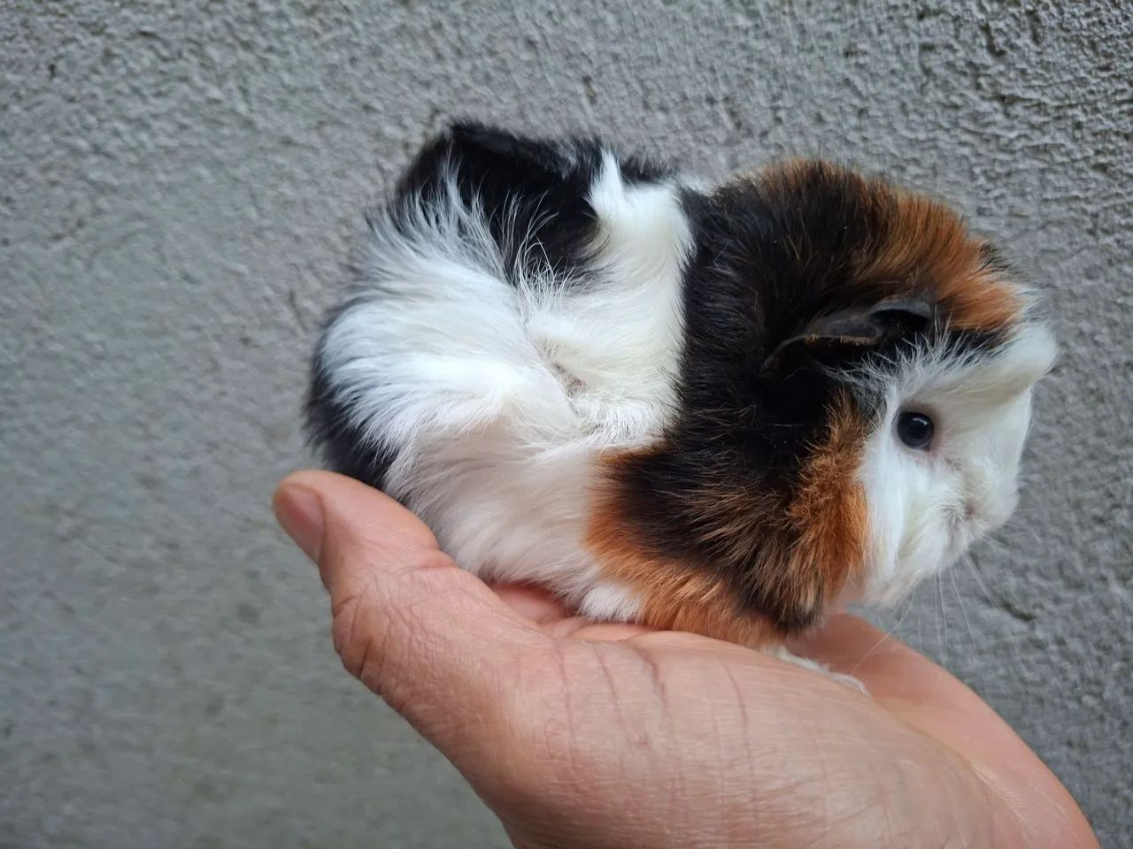 Animais