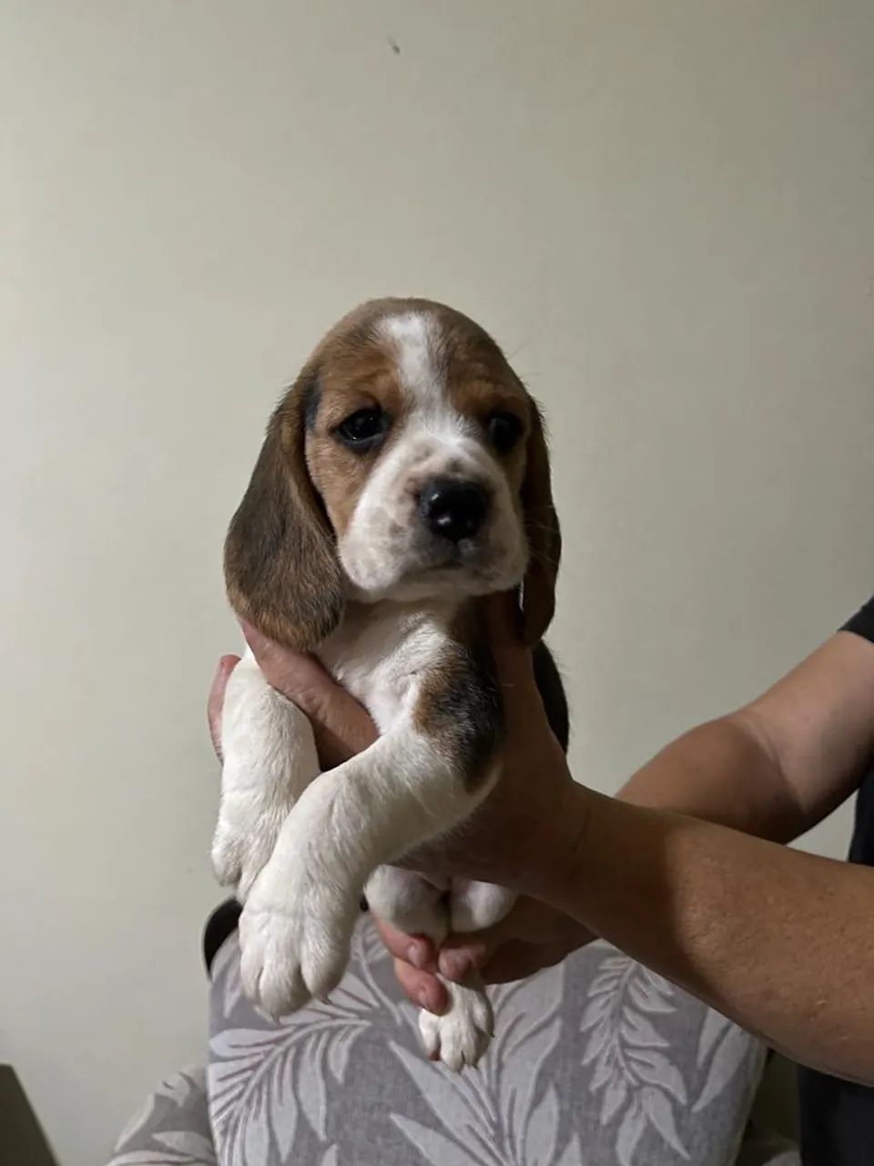Beagle tri/bi