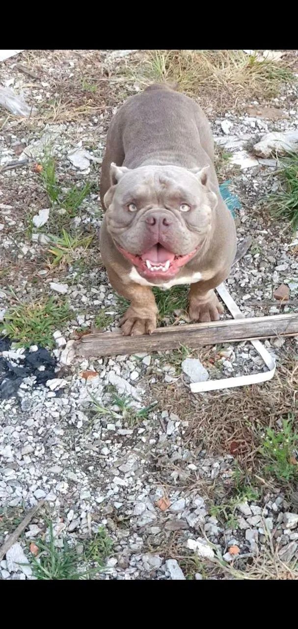 American Bully - Foto 2