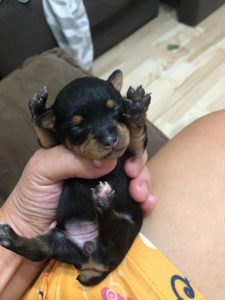Pinscher fêmea número 0  - Foto 2