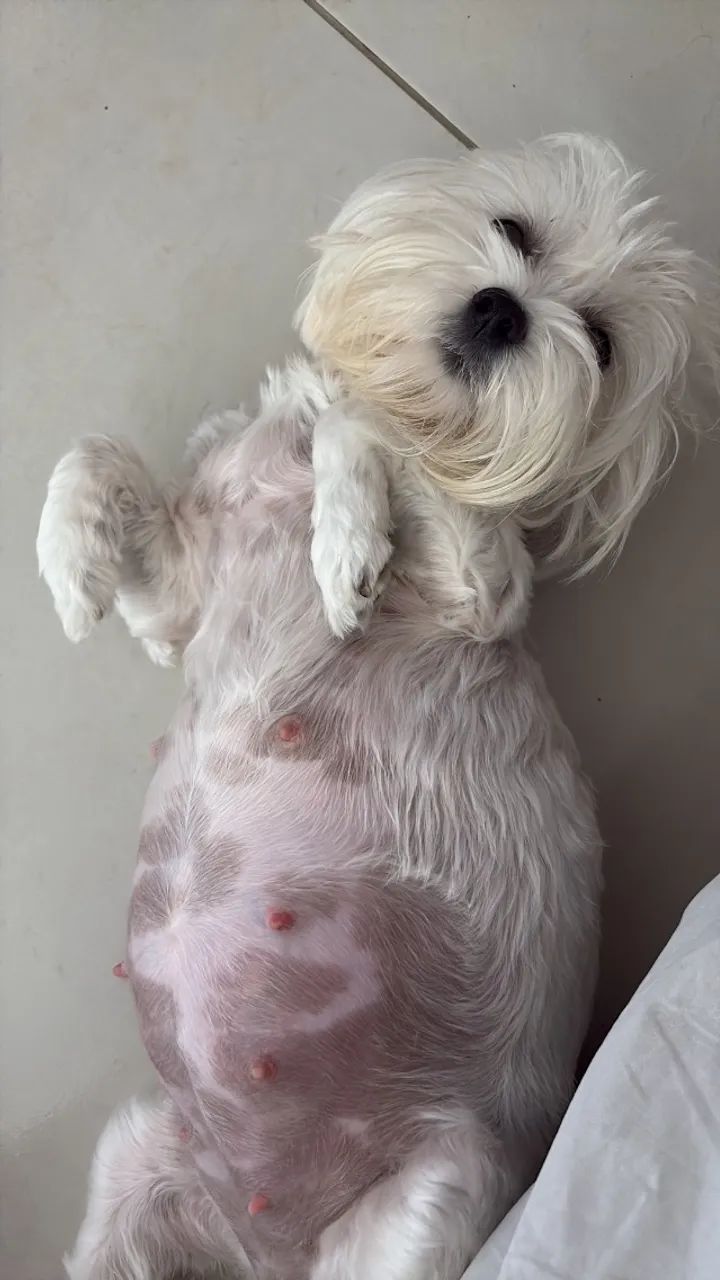 Cachorros maltês  - Foto 3