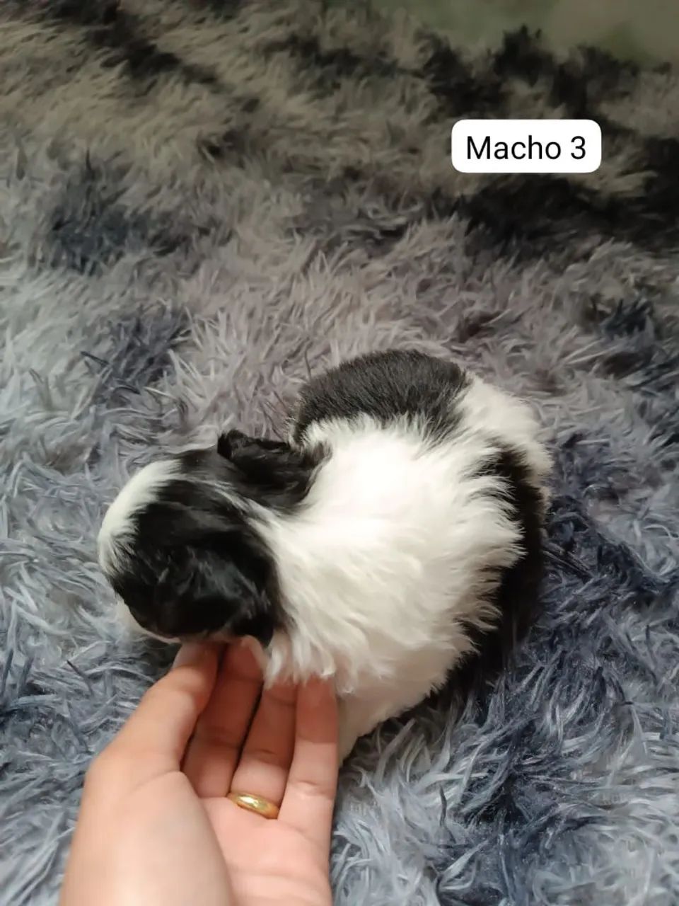 FILHOTES DE LHASA APSO - RESERVAS ABERTAS - Foto 3