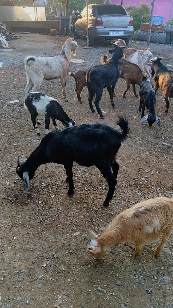 Bode cabra cabrito Ovelha carneiro 