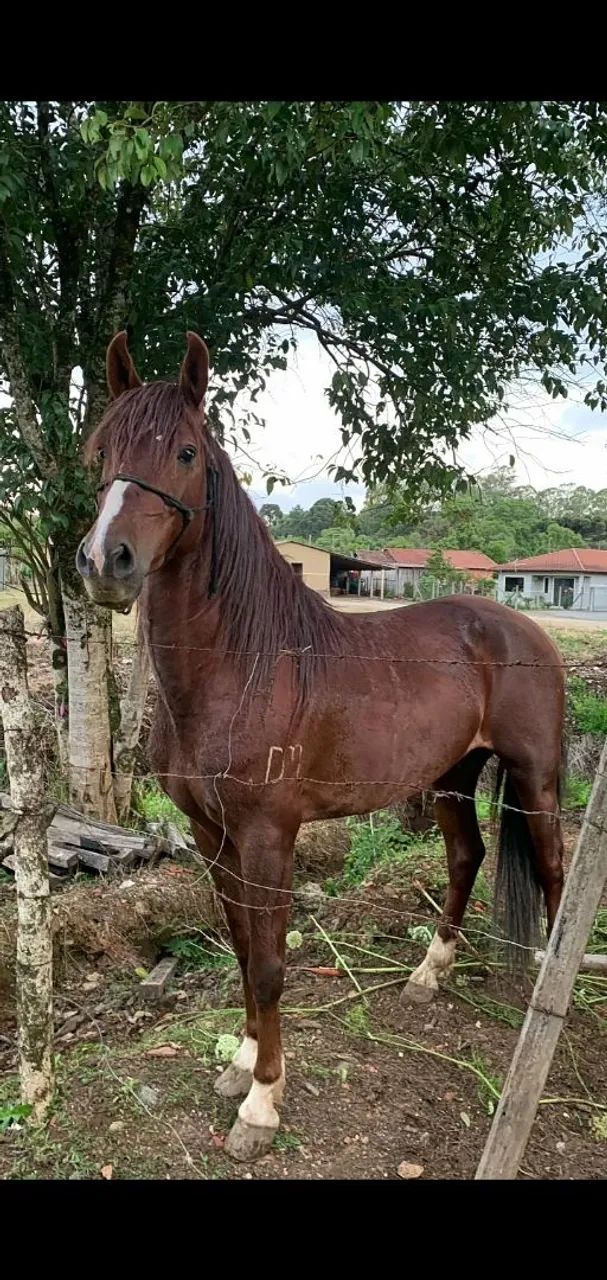 Manga larga  - Foto 3